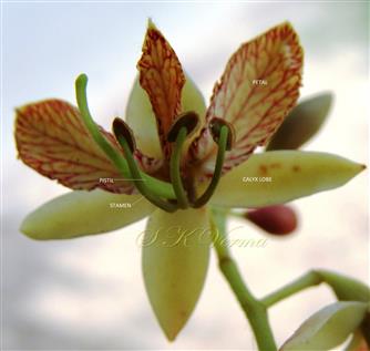  Flower